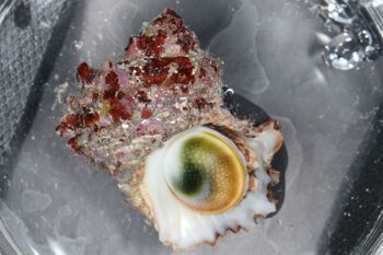 Media type: image;   Malacology 393771 Description: live specimen;
